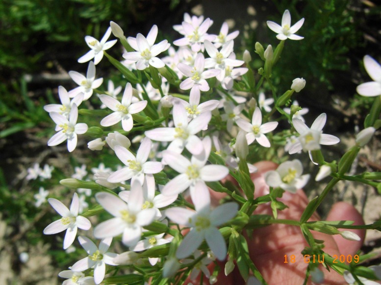 suolo salso - Centaurium erythraea